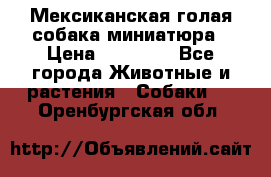 Мексиканская голая собака миниатюра › Цена ­ 53 000 - Все города Животные и растения » Собаки   . Оренбургская обл.